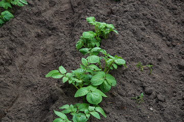 Green potato leaves on the field.Growing potatoes. Agriculture.