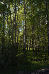 the sun breaks through the foliage in the aspen grove