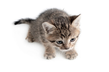 Obraz premium Small gray kitten isolated on white background.
