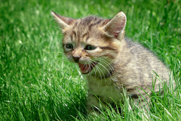 Naklejka na ściany i meble little kitten playing and shouts on the grass close up