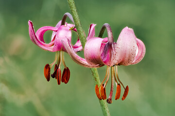 Türkenbundlilie, Lilium martagon © Elke