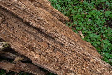 old trunk of the fallen tree