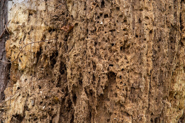 Old rotten wood