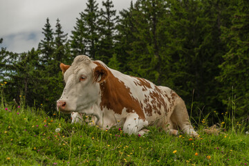 Fototapeta na wymiar Red cow lying in big Austria mountains on green fresh meadow