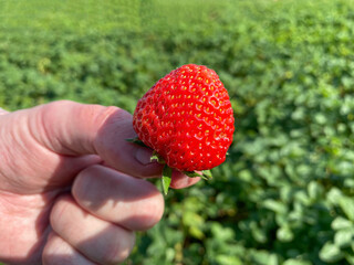 Ripe red strawberry berry in the hand on the background of a green field. Mobile photo