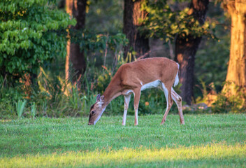 Evening shot of a beautiful doe grazing in the grass just before sunset