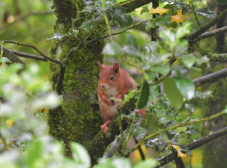 Eichhörnchen auf Baum