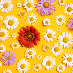 Fototapeta na wymiar Bright background with white, red and blue chamomiles. Daisy on yellow background. Flat lay