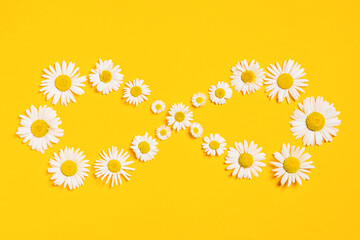 Bright background with white chamomiles. Infinity. Daisy on yellow background. Flat lay