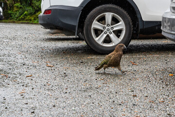 Nosy Kea parrot walking on Milford Sound highway, New Zealand