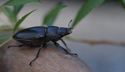 Weiblicher Hirschkäfer