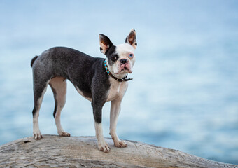 Boston  Terrier dog standing on the beach looking at camera
