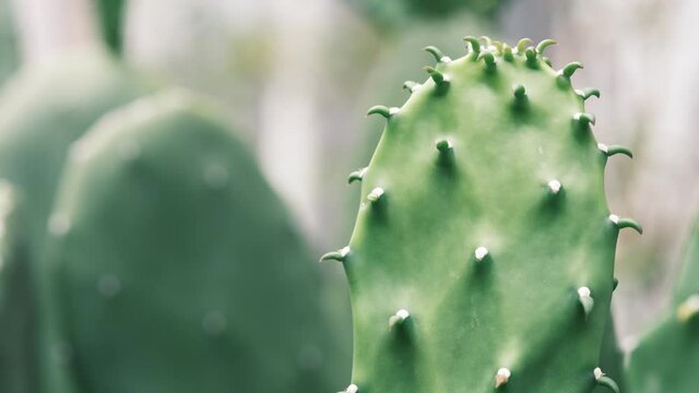 Prickly pear cactus with fruits in red and orange color over clear blue sky. Opuntia, called prickly pear, is a genus in the cactus family