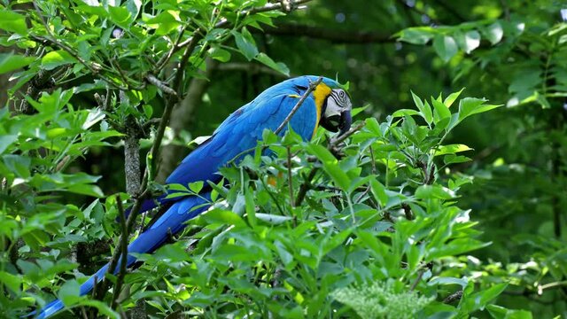 The Blue-and-yellow Macaw, Ara ararauna also known as the blue-and-gold macaw, is a large South American parrot with mostly blue top parts and light orange underparts