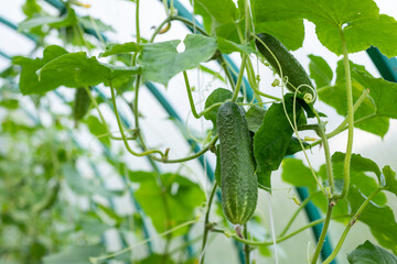 The growth and blooming of greenhouse cucumbers.cultivation of cucumber.vegetable garden.Growing vegetables