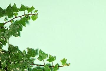 Frame of ivy branches