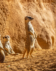 Alert meerkat Suricata suricatta standing Africa curious gesture