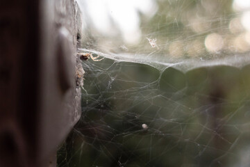 spider web in the morning