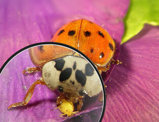 Ladybug (ladybird), Harmonia axyridis (Coleoptera: Coccinellidae). Eating aphid. View through a magnifying glass. Macro  