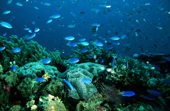 Blue damsel Fish on a Tropical Coral Reef