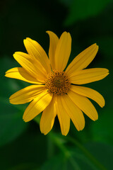 yellow summer flower on a green background. Beautiful flower.