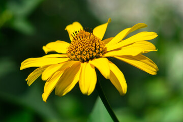 yellow summer flower on a green background. Beautiful flower.