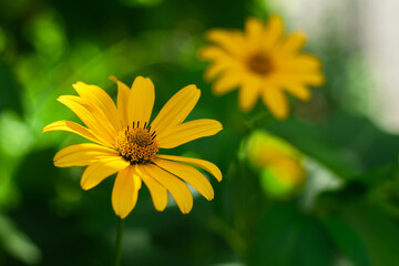 yellow summer flowers on a green background. Beautiful flowers.