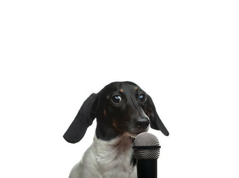 image of dog microphone white background 