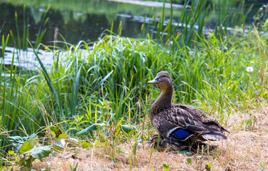 Natural and architectural attractions of Gatchina Park