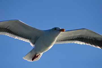 Seagull Flying with Wings Spread in a Blue Sky