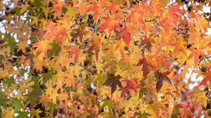  Temperate broadleaf and mixed forest