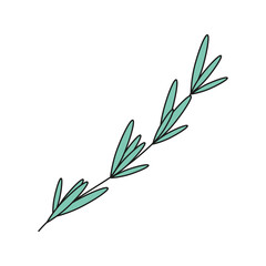 hand drawn doodle herb art design element. Ыprig of rosemary. Isolated vector illustration on white background