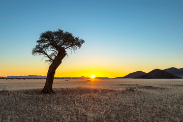 Yellow sunrise at camel thorn tree in Namib Desert