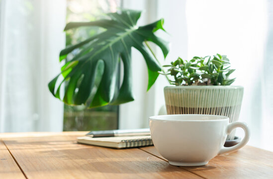 Soft focus of white coffee cup with small trees and green leaf in vase on wooden table near bright window