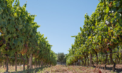 Fototapeta na wymiar Vines for harvesting, grapes for wine