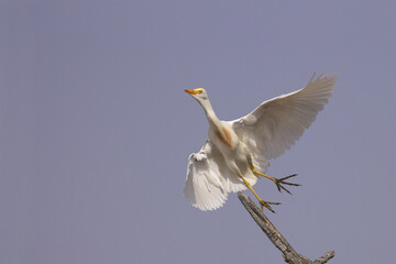 Egret taking off !!