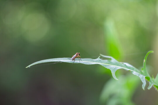 Mosquito, gnat sitting on leaf. Macro, close up phto of animal
