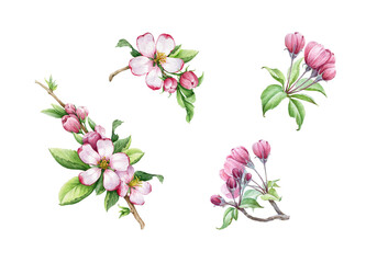 Apple tree pink flower and leaves set. Watercolor floral illustration. Hand draw spring element collection. Apple blossom tender petals, green leaf, buds close up image. Isolated on white background