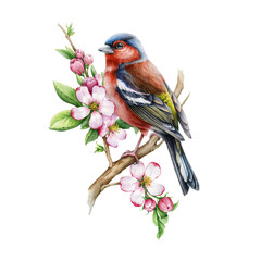 Chaffinch bird with pink apple tree flowers. Watercolor illustration. Hand drawn floral nature image. Chaffinch bird, spring tender blossoms realistic element. Songbird, flowers on white background