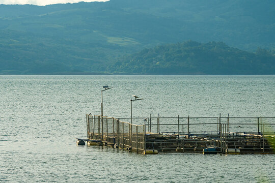 Jaulas para el criadero de de Tilapias en el lago Arenal en Tilarán Costa Rica 