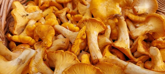 chanterelle closeup