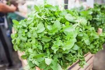 Fresh Aromatic Herbs Mint. Mentha Piperita. Popular Herbs. Local Farmers Market