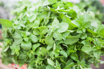 Fresh Aromatic Herbs Mint. Mentha Piperita. Popular Herbs. Local Farmers Market