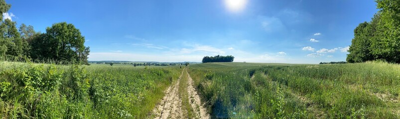 Fototapeta premium Summer Field