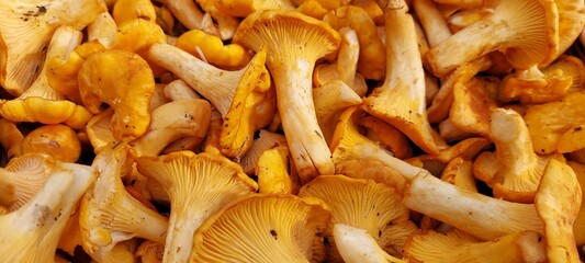 mushrooms background