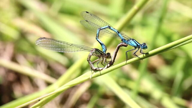 Common Blue damselfly mating footage. Scientific name Enallagma cyathigerum. 