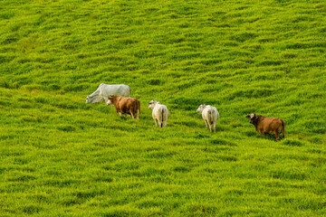 Fototapeta premium Ganado caminando en el césped verde de la montaña 