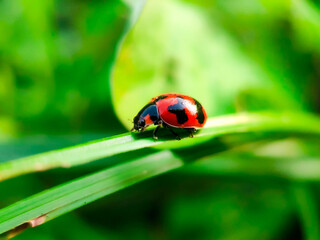Red and Black lady bug spotted on leaf with green background