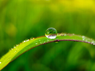 Water droplet on green grass with green background