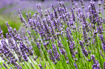Background from lavender in summer